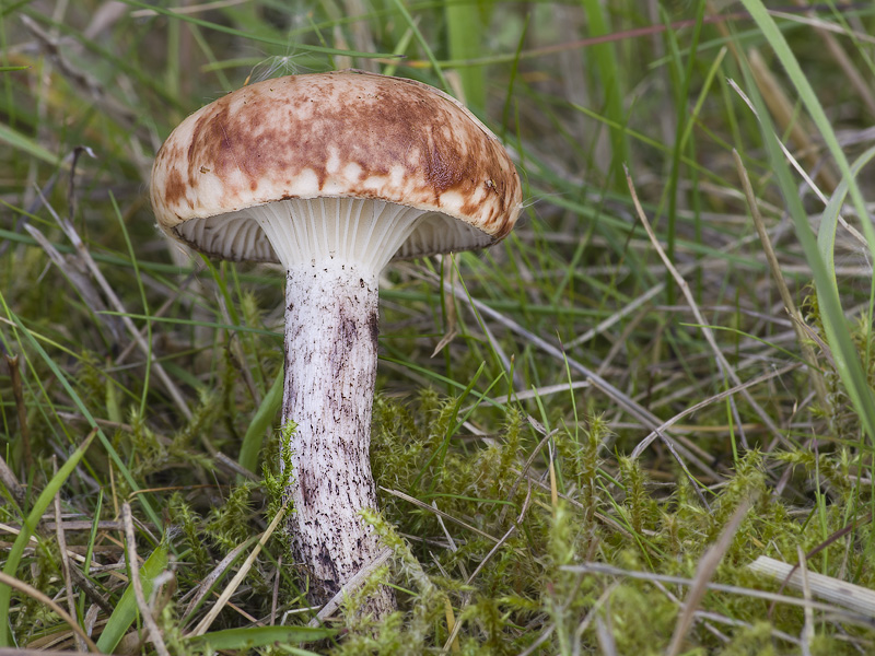 Gomphidius maculatus